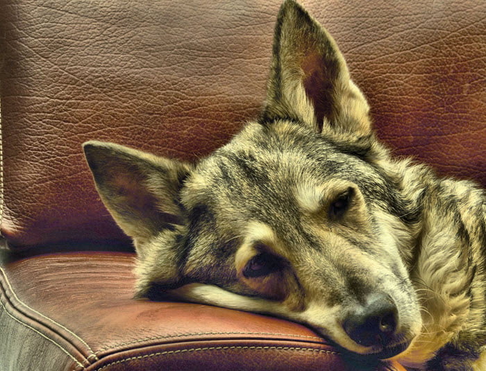 dog-lying-on-sofa-home-security-dog-3759290_700-pixabay